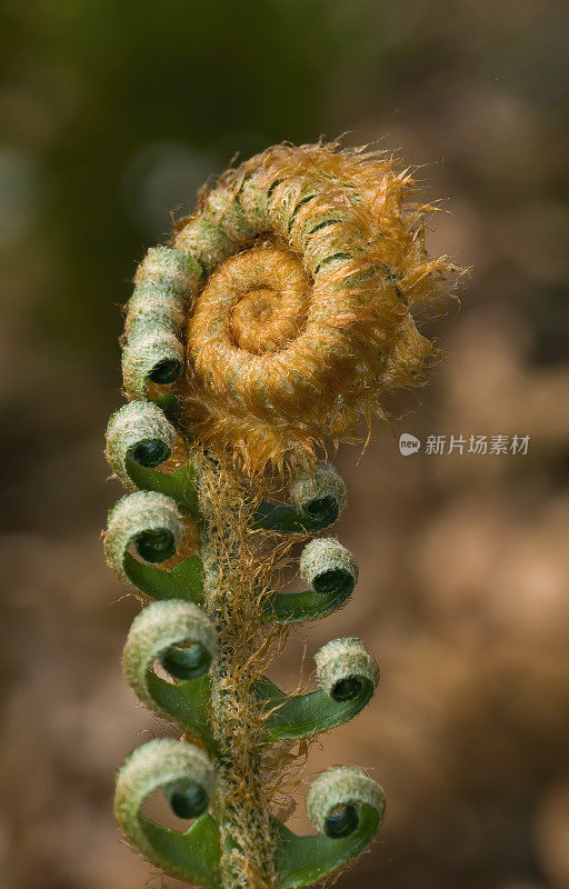 剑蕨Fiddleneck, Polystichum munitum，门多西诺植物园，门多西诺县，加州;家庭蕨科。蕨类植物;日益增长的头;